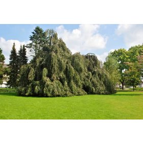 Szomorú bükk - Fagus sylvatica 'Pendula'