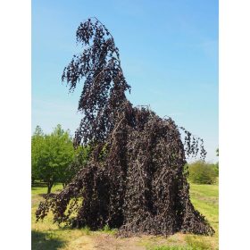   Szomorú vérbükk - Fagus sylvatica 'Purpurea Pendula'