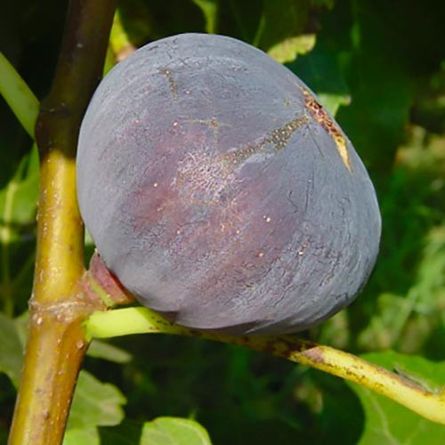 Füge   - Ficus carica 'Brogiotto Nero'