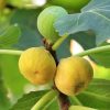 Füge  - Ficus carica 'Dottato'