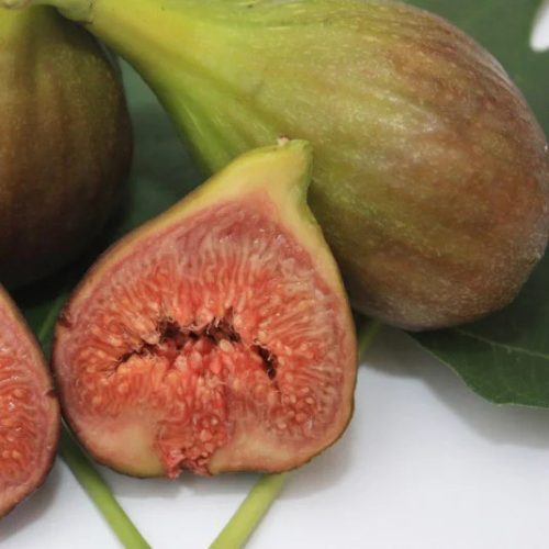 Füge  - Ficus carica 'Dottato'
