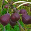 Füge  - Ficus carica 'Turca'