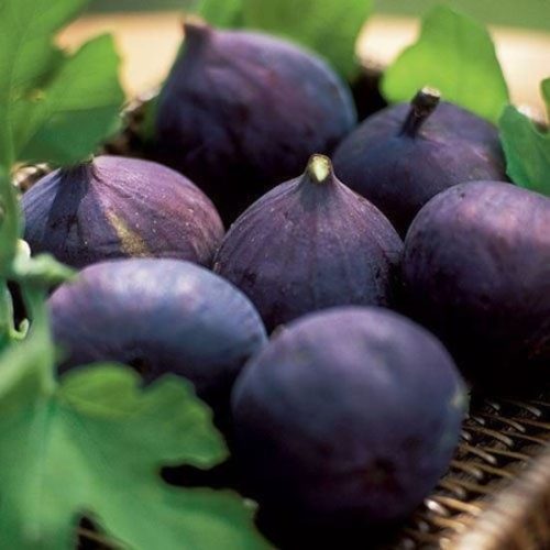 Füge  - Ficus carica 'Turca'