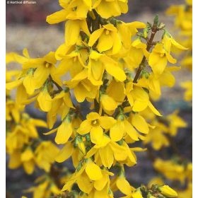  Aranyfa 'Courtalyn' fajta - Forsythia x intermedia 'Courtalyn'