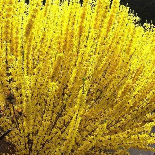 Aranyfa 'Courtalyn' fajta - Forsythia x intermedia 'Courtalyn'
