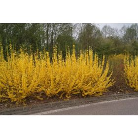   Aranyfa 'Flojor' fajta - Forsythia x intermedia 'Flojor'