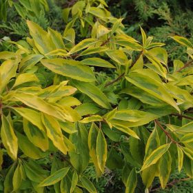   Aranyfa 'Golden Times' fajta - Forsythia x intermedia 'Golden Times'