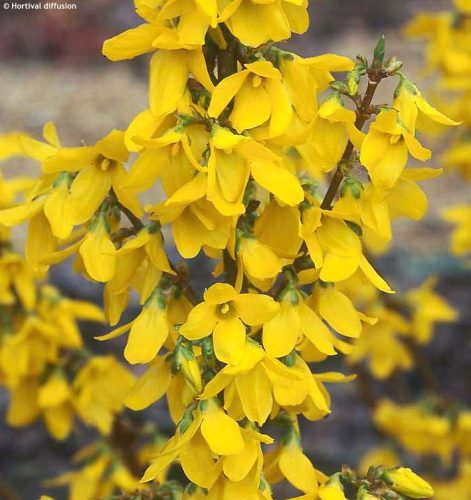 Aranyfa 'Golden Times' fajta - Forsythia x intermedia 'Golden Times'