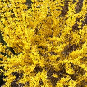   Aranyfa 'Goldrausch' fajta - Forsythia x intermedia 'Goldrausch'