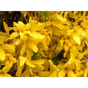   Aranyfa 'Goldzauber' fajta - Forsythia x intermedia 'Goldzauber'