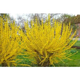   Aranyfa 'Lynwood' fajta - Forsythia x intermedia 'Lynwood'