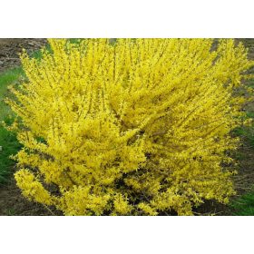   Aranyfa 'Maluch' fajta - Forsythia x intermedia 'Maluch'