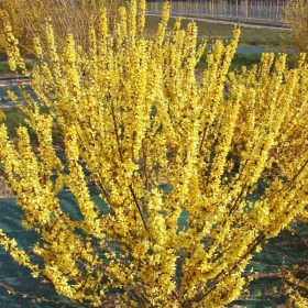   Törpe aranyfa 'Mélée d'Or' fajta - Forsythia x intermedia 'Mélée d'Or'