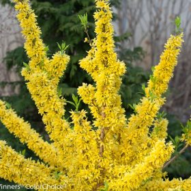   Sűrűvirágú aranyfa 'Mindor' fajta - Forsythia x intermedia 'Mindor'
