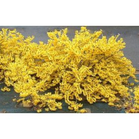   Aranyfa 'Weber's Bronx' fajta - Forsythia viridissima 'Weber's Bronx'