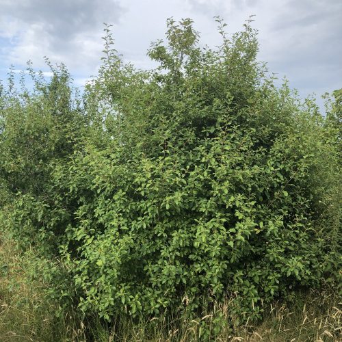 Közönséges kutyabenge - Frangula alnus