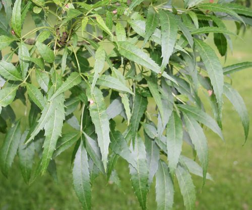 Keskenylevelű kőris - Fraxinus angustifolia