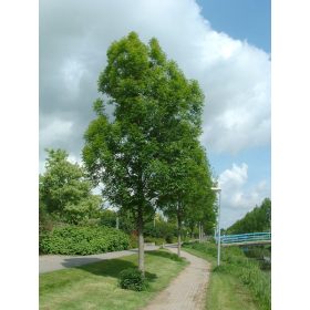 Magas kőris - Fraxinus excelsior