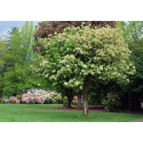 Virágos kőris - Fraxinus ornus