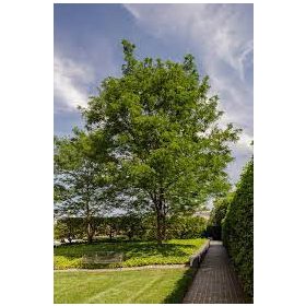 Lepényfa - Gleditsia triacanthos