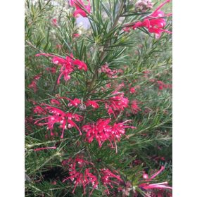   Aprólevelű selyemtölgy - Grevillea 'Canberra Gem'