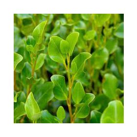 Valódi partisom - Griselinia littoralis