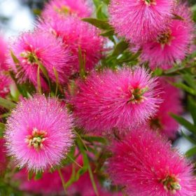   Kefevirág 'Hot Pink' fajta - Callistemon viminalis 'Hot Pink'