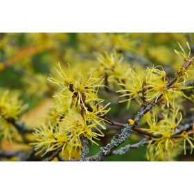 Nagylevelű csodamogyoró - Hamamelis virginiana