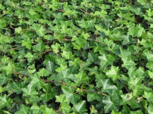 Közönséges borostyán - Hedera helix