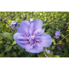 Mályvacserje  - Hibiscus syriacus 'Blue Chiffon'