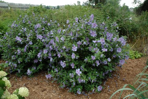 Mályvacserje  - Hibiscus syriacus 'Blue Chiffon'