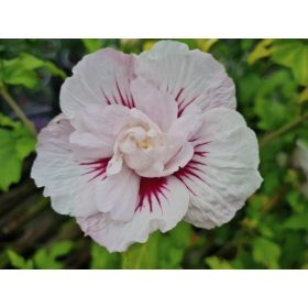 Mályvacserje - Hibiscus syriacus 'China Chiffon'