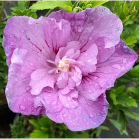  Mályvacserje - Hibiscus syriacus 'Lavander Chiffon'