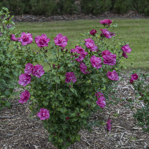 Mályvacserje  - Hibiscus syriacus 'Magenta Chiffon'