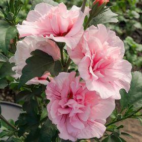 Mályvacserje - Hibiscus syriacus 'Pink Chiffon'