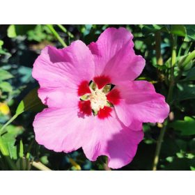 Mályvacserje - Hibiscus syriacus 'Pink Giant'