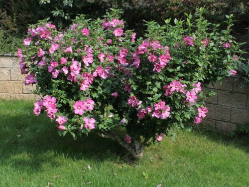 Mályvacserje - Hibiscus syriacus 'Pink Giant'