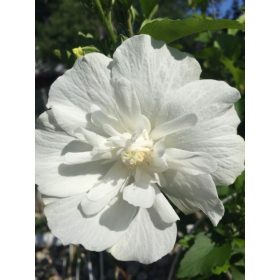 Mályvacserje - Hibiscus syriacus 'White Chiffon'