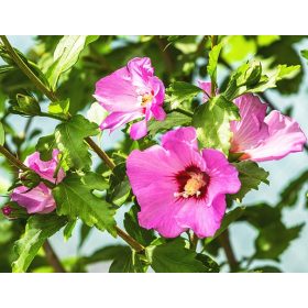 Mályvacserje - Hibiscus syriacus 'Aphrodite'