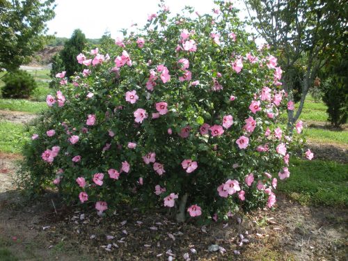 Mályvacserje - Hibiscus syriacus 'Aphrodite'