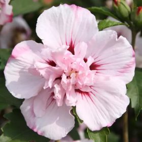 Mályvacserje - Hibiscus syriacus 'Carneus Plenus'