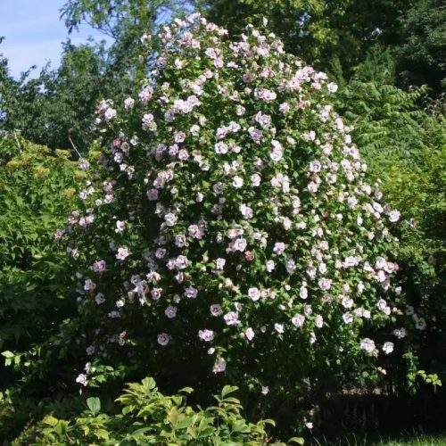 Mályvacserje - Hibiscus syriacus 'Carneus Plenus'