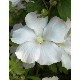 Mályvacserje - Hibiscus syriacus 'Diana'