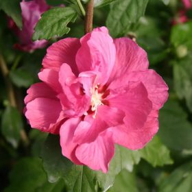 Mályvacserje - Hibiscus syriacus 'Duc de Brabant'
