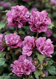 Mályvacserje - Hibiscus syriacus 'Duc de Brabant'