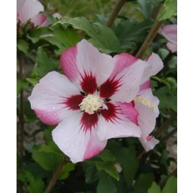Mályvacserje - Hibiscus syriacus 'Hamabo'