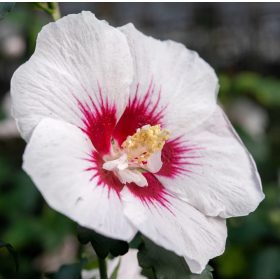 Mályvacserje - Hibiscus syriacus 'Helena'