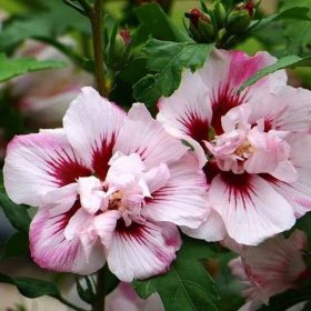 Mályvacserje  - Hibiscus syriacus 'Lady Stanley'