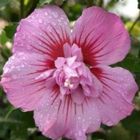 Mályvacserje  - Hibiscus syriacus 'Maike'