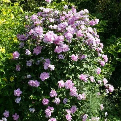 Mályvacserje  - Hibiscus syriacus 'Maike'